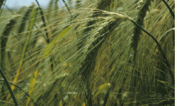 F1 hybrid breeding strains of winter barley are characterised by a high genetic harvest.